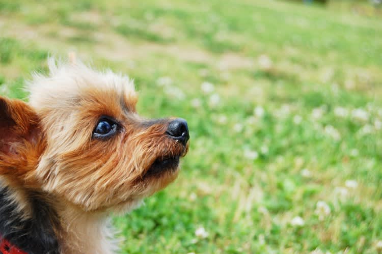 犬の乳腺腫瘍って何?正しい知識で対応しましょう!