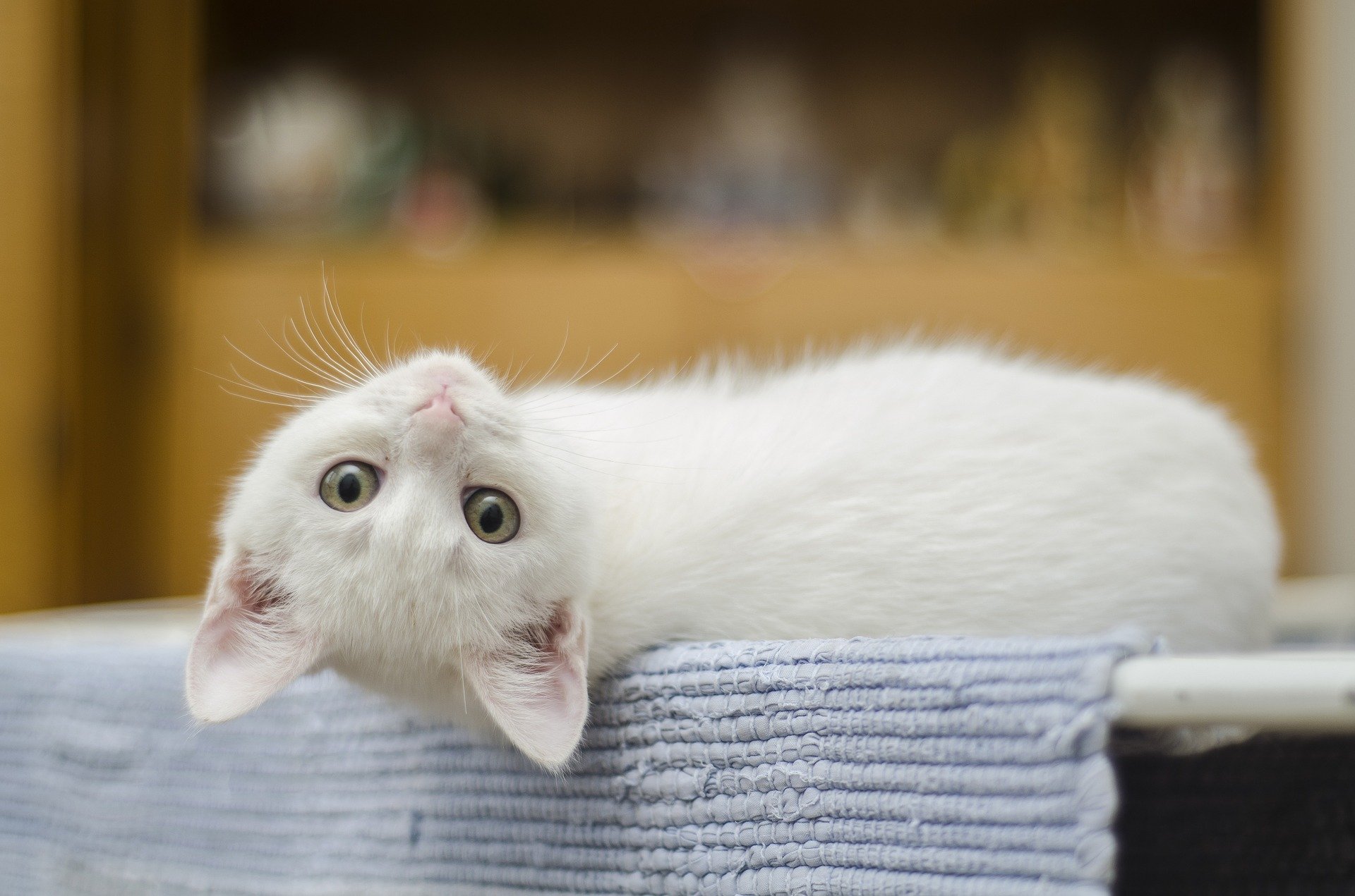 猫の皮膚病を防ぐためのポイントは?
