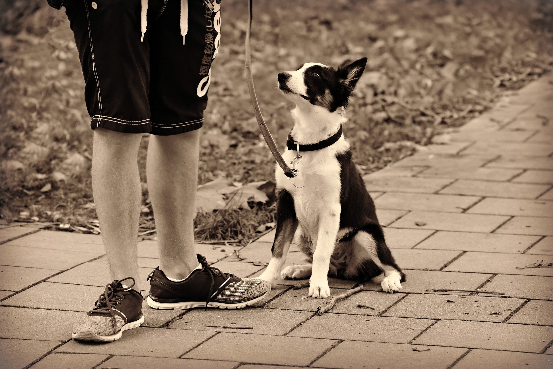 愛犬との散歩の適切な時間は?ストレス発散のポイント