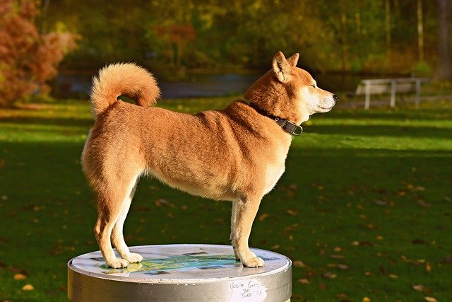 ペットがおしりを床にすりすり…それは肛門嚢炎かもしれません