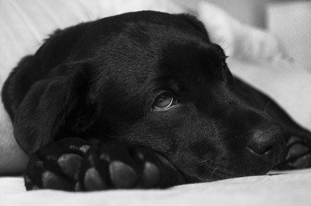 最近老けてきた?愛犬の甲状腺ホルモンが異常かもしれません