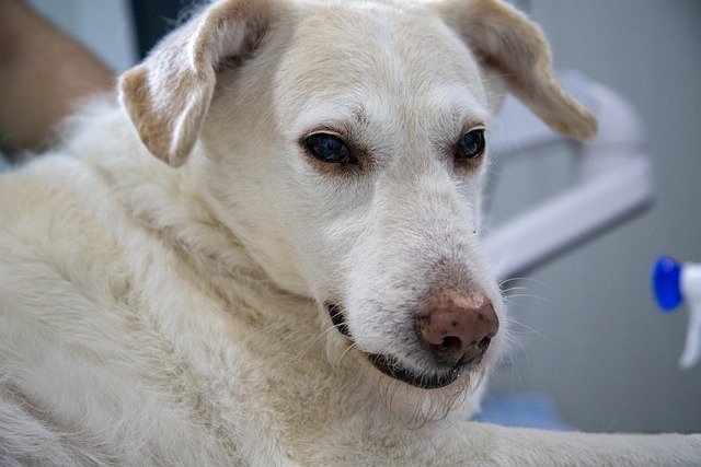 最近老けてきた?愛犬の甲状腺ホルモンが異常かもしれません