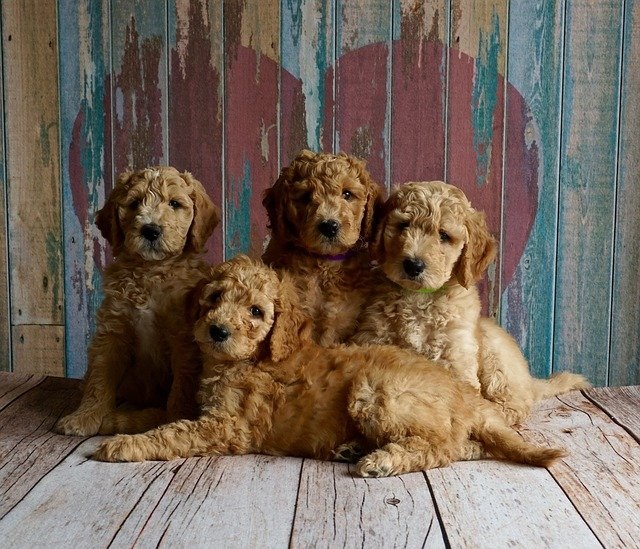 犬でも食べられるバレンタインレシピ紹介!