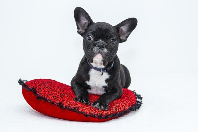 犬でも食べられるバレンタインレシピ紹介！
