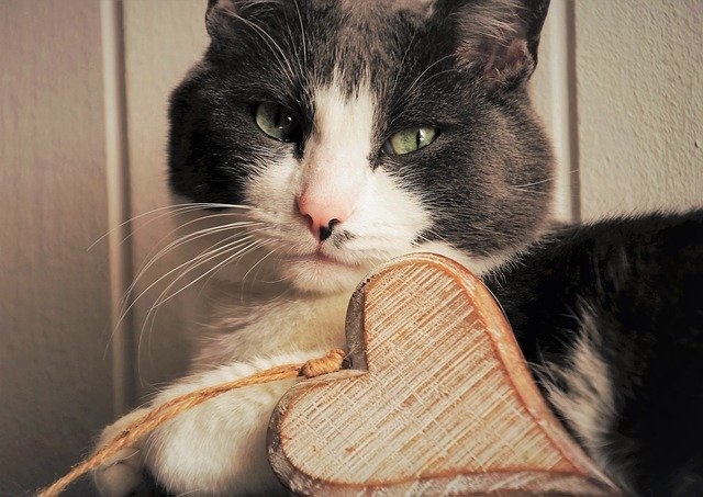 猫でも食べられるバレンタインレシピ紹介!