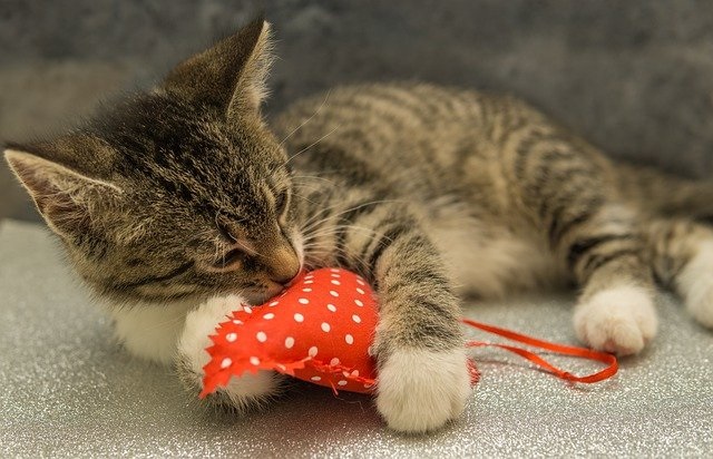 猫でも食べられるバレンタインレシピ紹介！