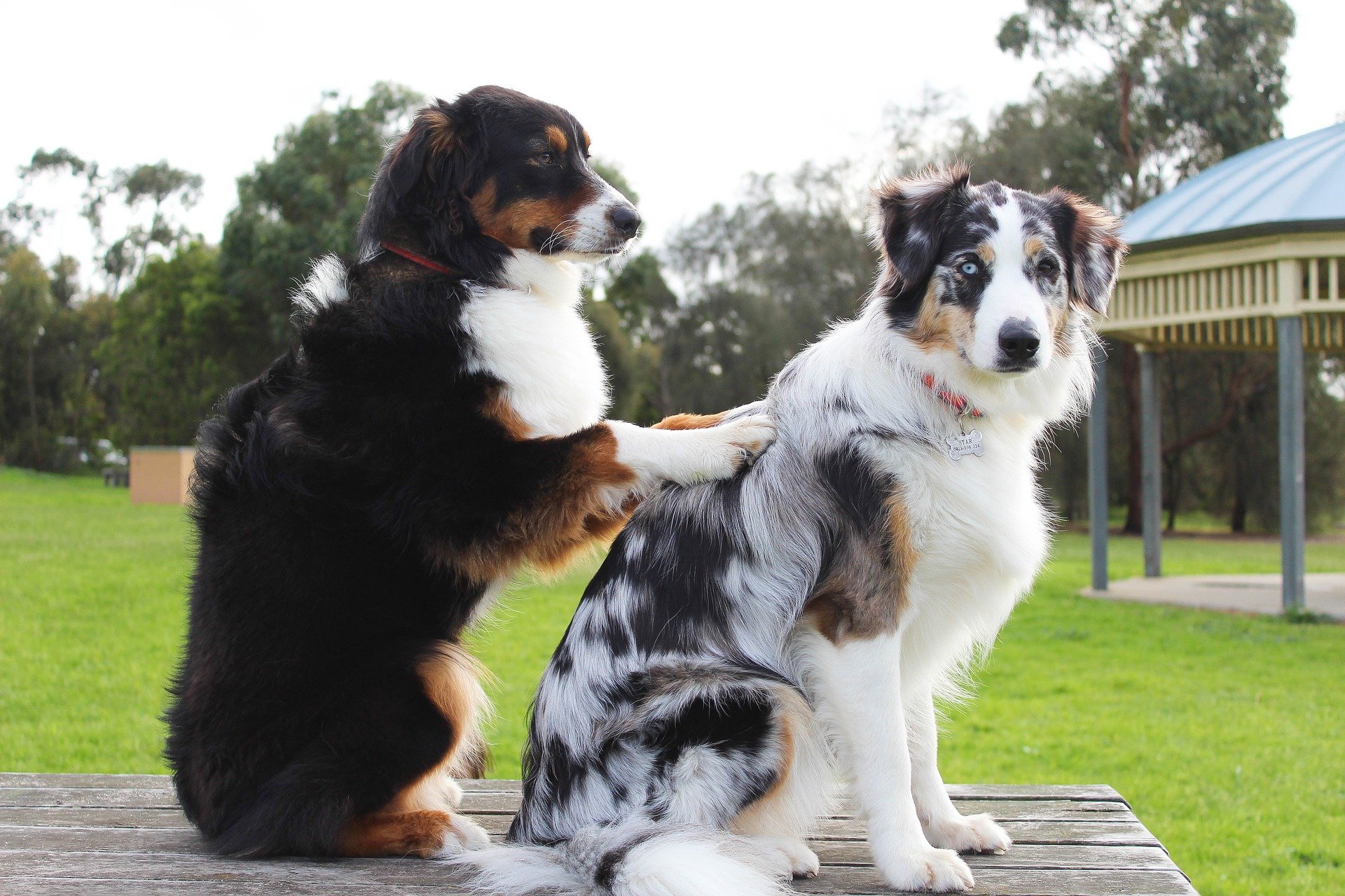 愛犬の噛み癖は成犬でも直るの?しつけの工夫