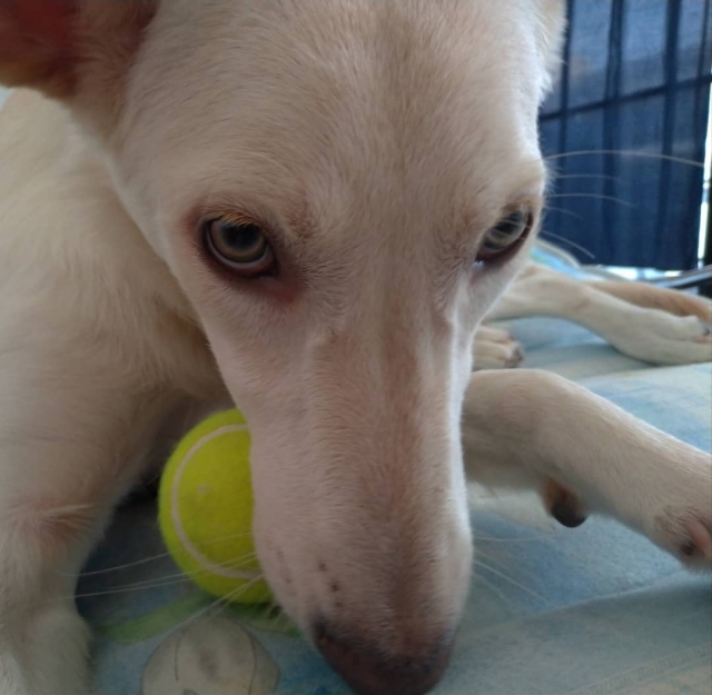 飼い犬が異物を飲み込んだ⁉動物病院での治療法や防ぎ方とは?