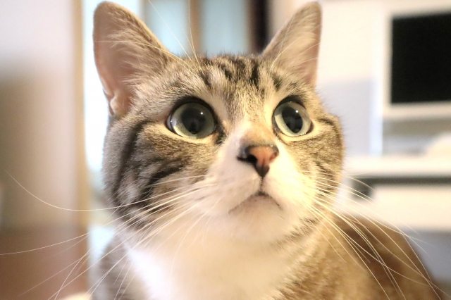 犬と猫、どちらが飼いやすい?