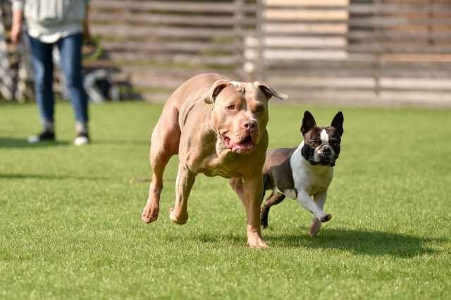 犬と猫、どちらが飼いやすい?