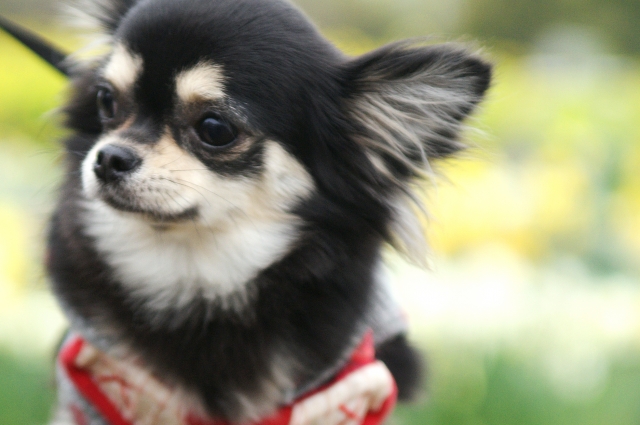 犬と猫、どちらが飼いやすい?
