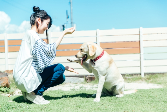 わんちゃんがドッグフードを食べなくてお困りの方