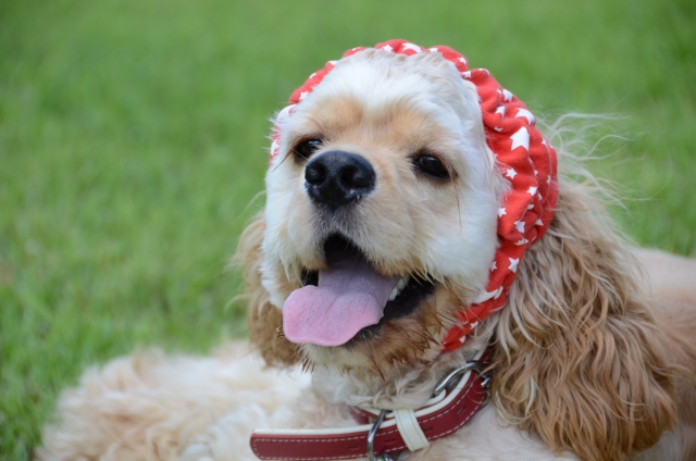 あれこれ使えて役に立つ!犬用スヌード活用術