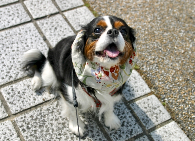 あれこれ使えて役に立つ!犬用スヌード活用術