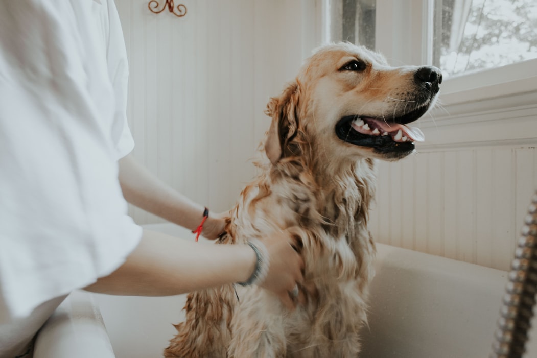 犬がシャワーを嫌がる!理由と対策はあるのでしょうか?