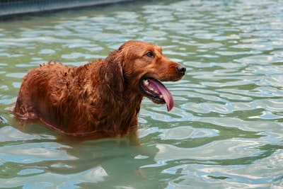 犬がシャワーを嫌がる!理由と対策はあるのでしょうか?