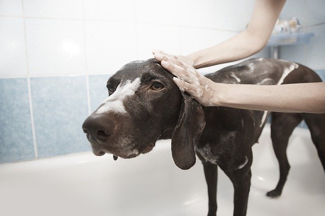 犬がシャワーを嫌がる!理由と対策はあるのでしょうか?