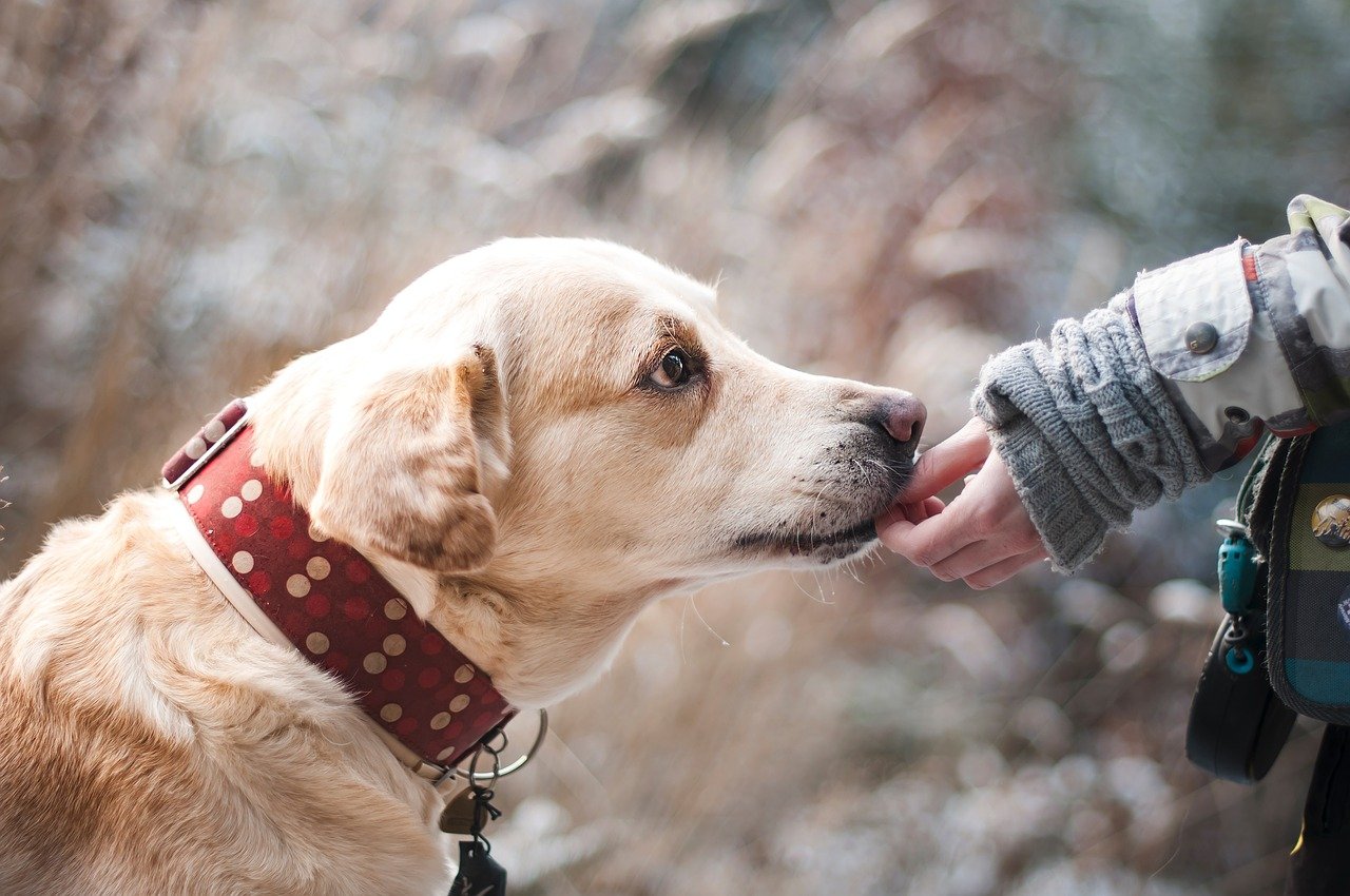 犬の薬膳ご飯の効果