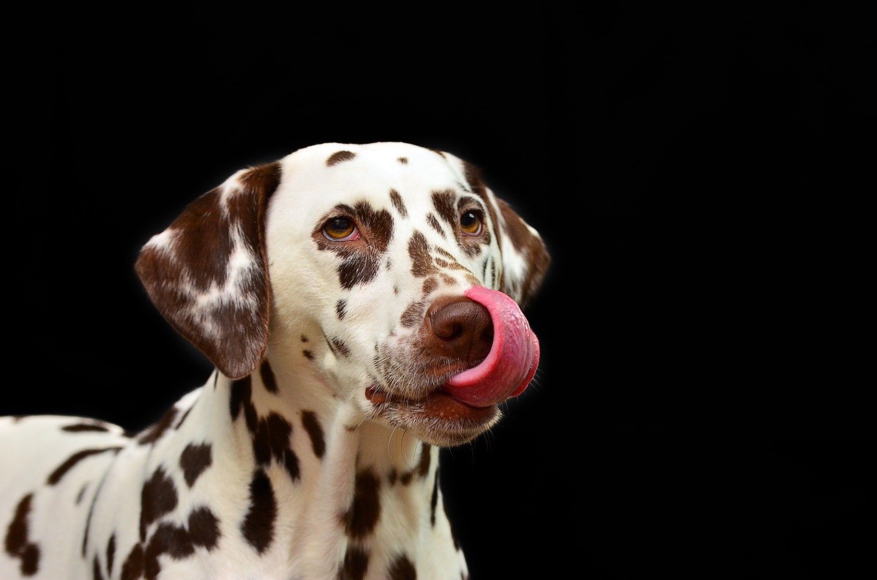 犬の薬膳ご飯の効果