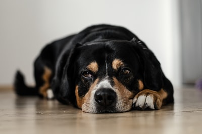 犬がうつむいている時はどんな気持ち?犬の心理を理解しよう