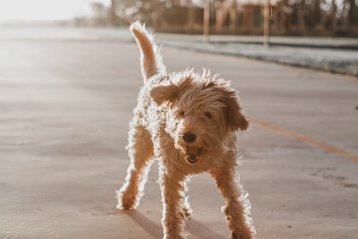 犬がうつむいている時はどんな気持ち?犬の心理を理解しよう