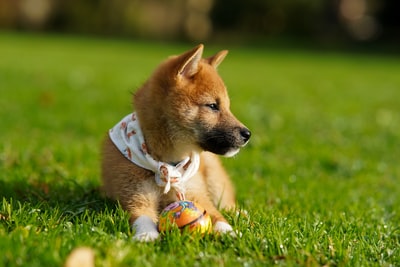 犬がうつむいている時はどんな気持ち?犬の心理を理解しよう