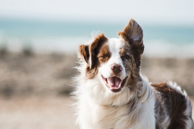 犬がうつむいている時はどんな気持ち？犬の心理を理解しよう