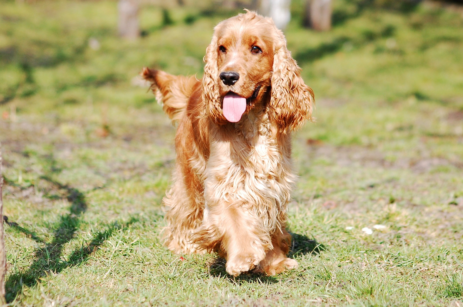 愛犬のためにできる「食物アレルギー」の予防と対策