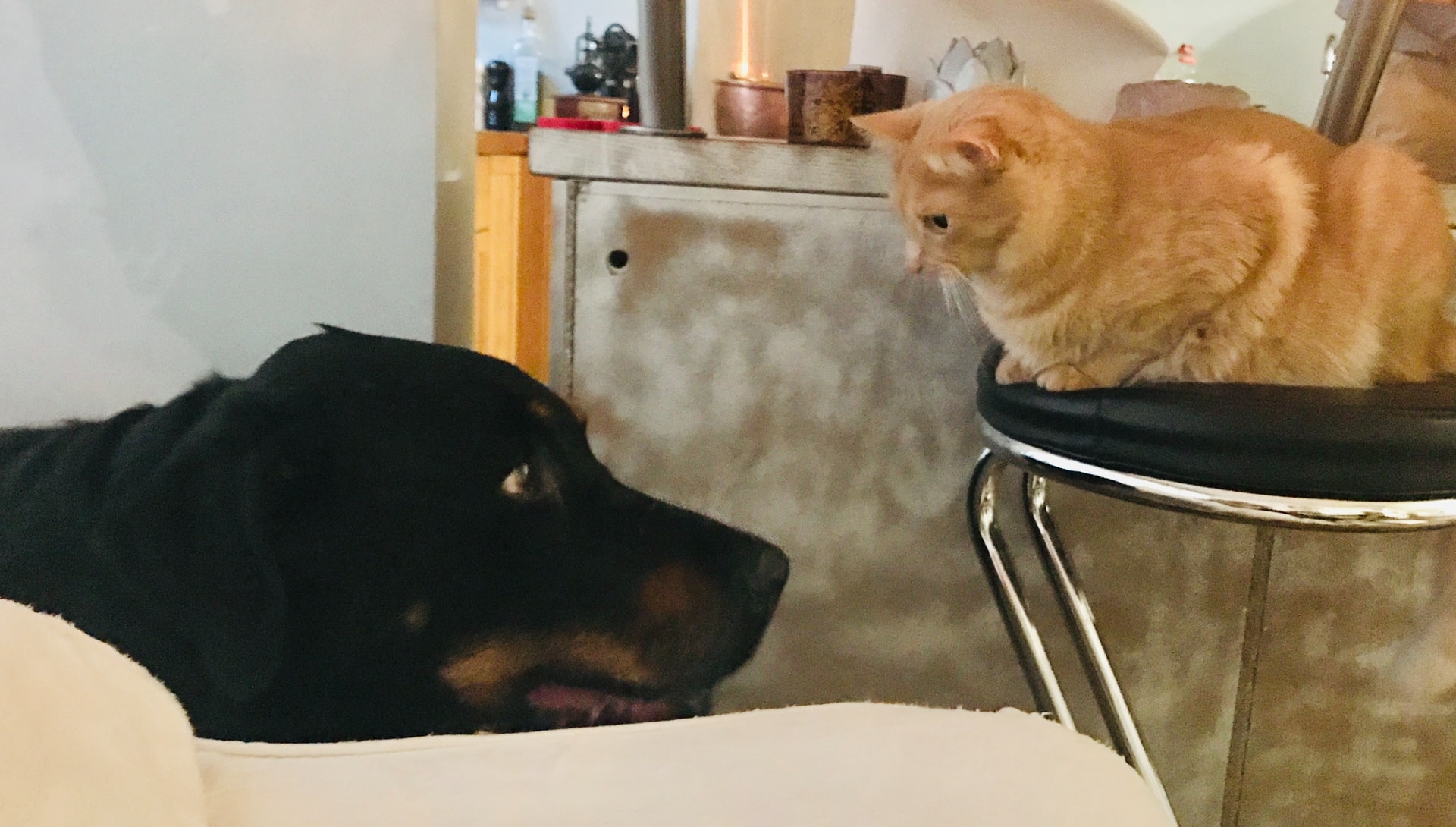 知っておきたい!ドッグフード・キャットフードの種類