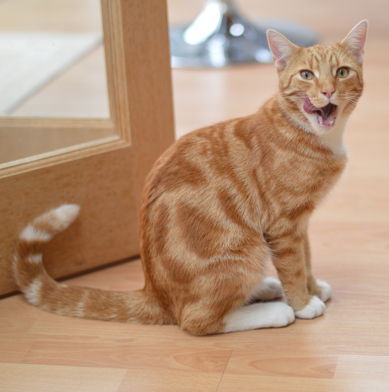 愛猫はご飯タイムに満足していますか?キャットフードの与え方