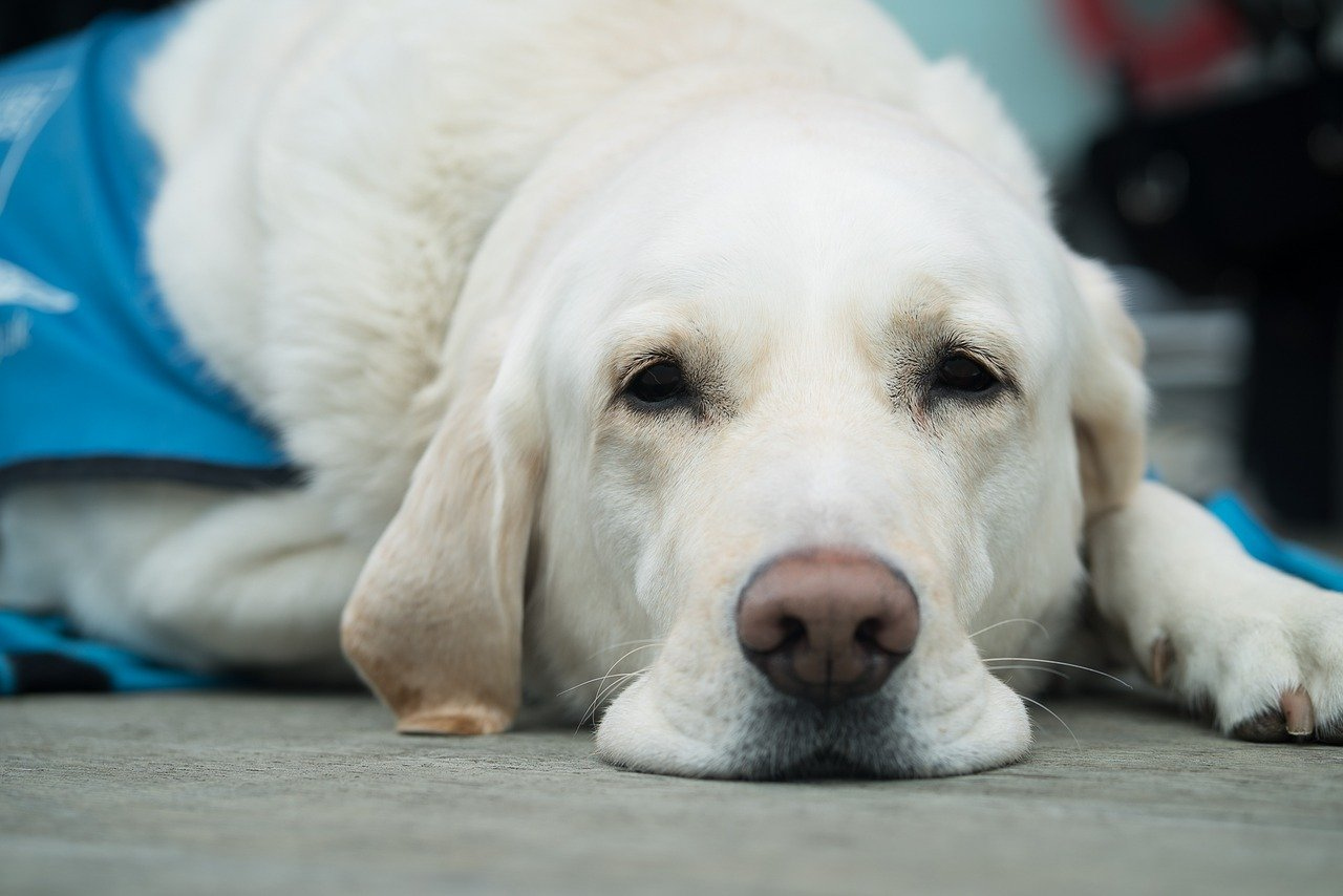 ドッグフード、ちゃんと食べさせていますか?愛犬のご飯を見直そう!
