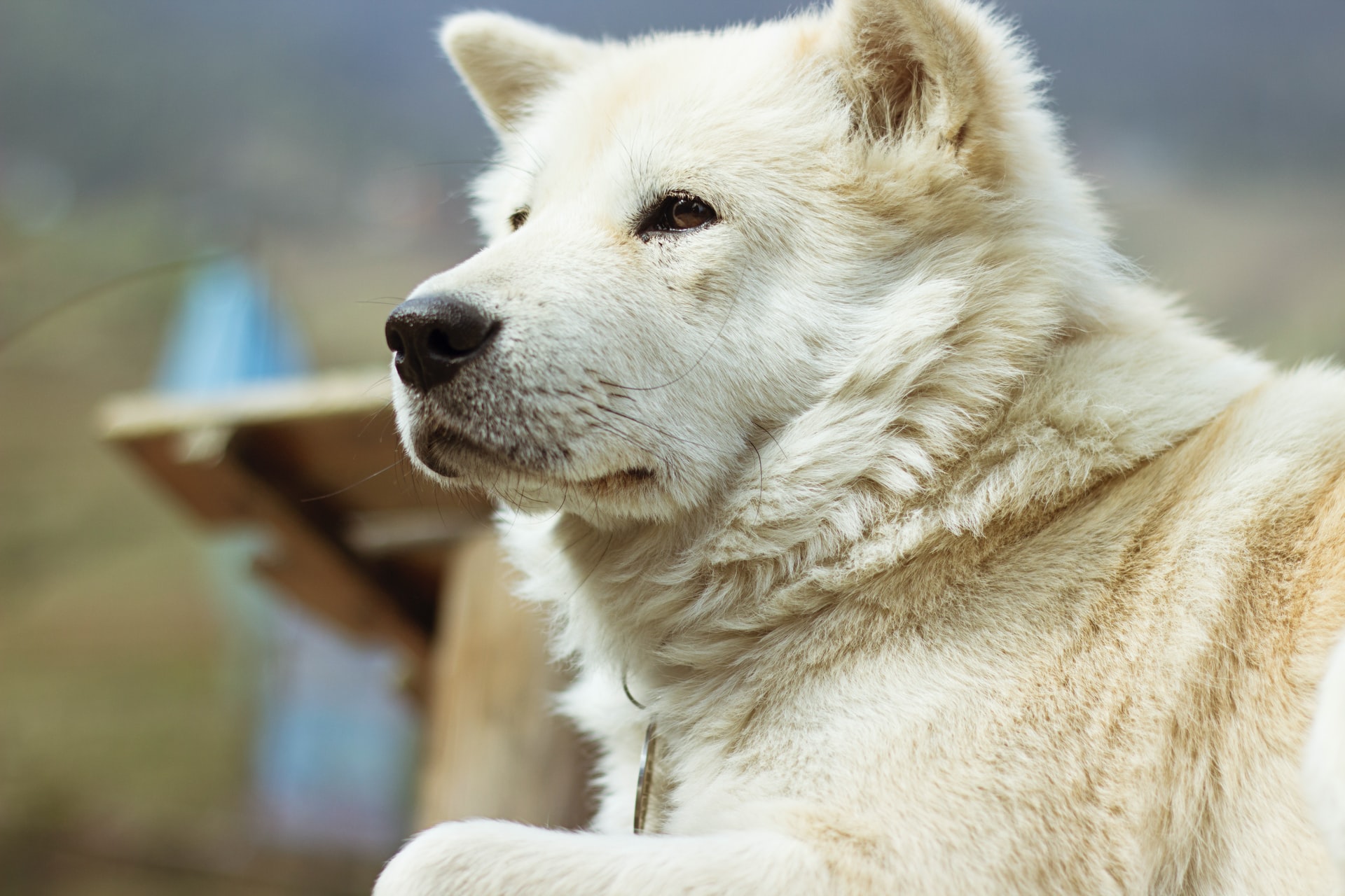 ドッグフード、ちゃんと食べさせていますか?愛犬のご飯を見直そう!