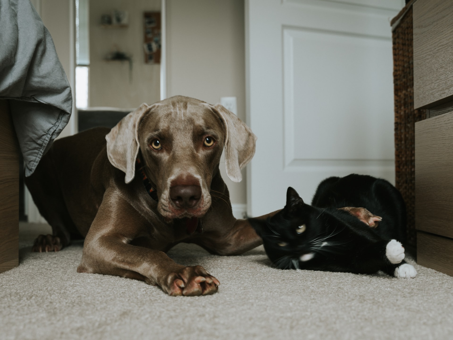 犬と猫が食べるものは違う?食べ方などの基本をおさらいしよう