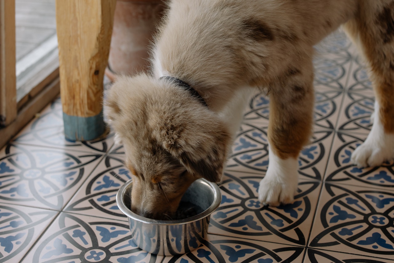 犬と猫が食べるものは違う?食べ方などの基本をおさらいしよう
