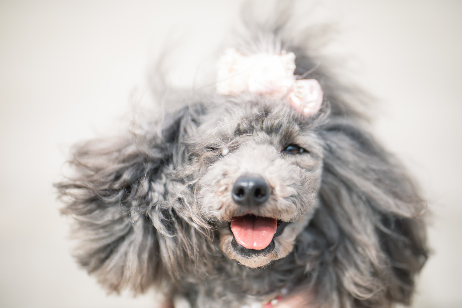 犬の登録・登録内容変更の方法!なぜ登録が必要?詳しく知ろう!