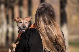犬の登録・登録内容変更の方法!なぜ登録が必要?詳しく知ろう!