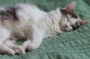 猫に多い扁平表皮がんってどんな病気?