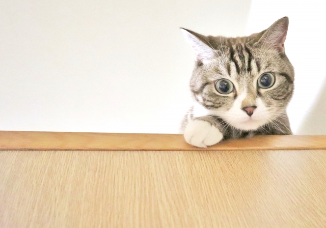 猫カフェで譲渡猫を迎えるという選択