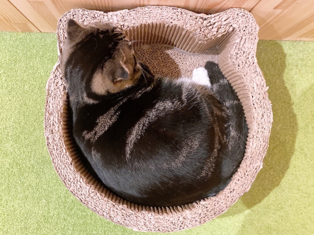 猫カフェで譲渡猫を迎えるという選択