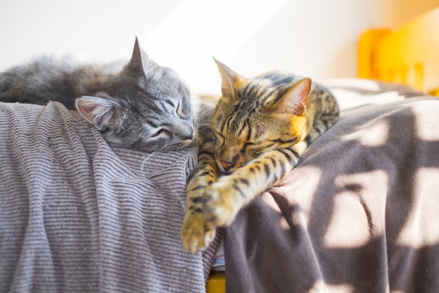 猫カフェで譲渡猫を迎えるという選択