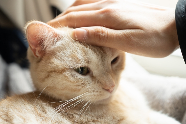 猫カフェで譲渡猫を迎えるという選択