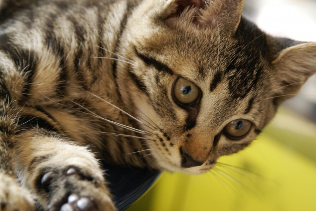 猫カフェで譲渡猫を迎えるという選択