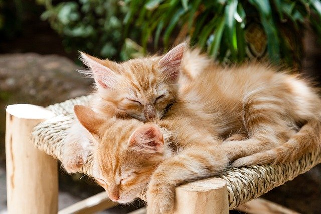 猫の皮膚糸状菌症とは。人にもうつってしまうかも?!