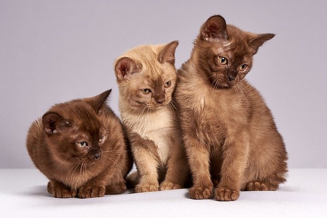 猫の皮膚糸状菌症とは。人にもうつってしまうかも？！
