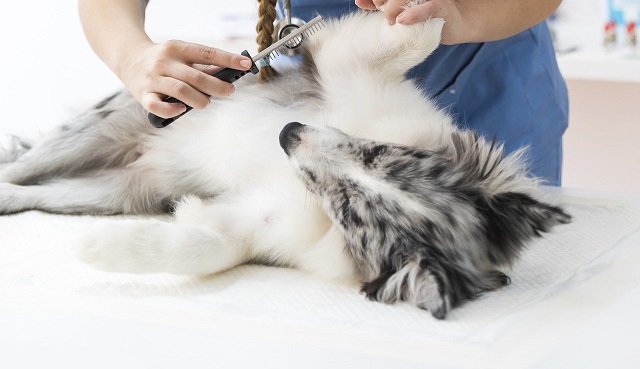 ノミダニだけじゃない!犬の寄生虫症ニキビダニを知っていますか?