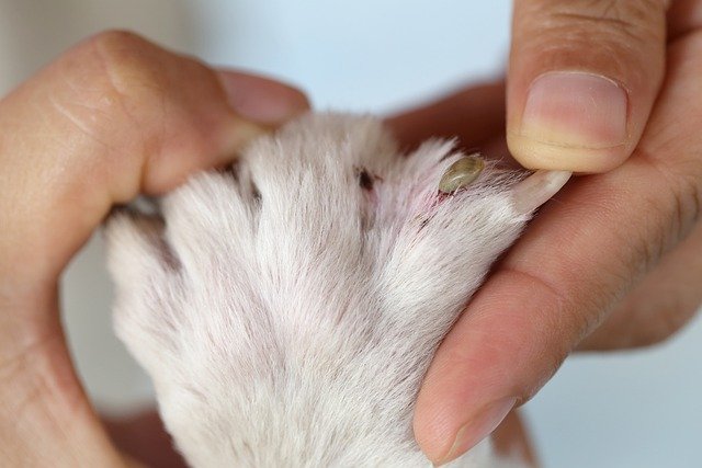 ノミダニだけじゃない!犬の寄生虫症ニキビダニを知っていますか?