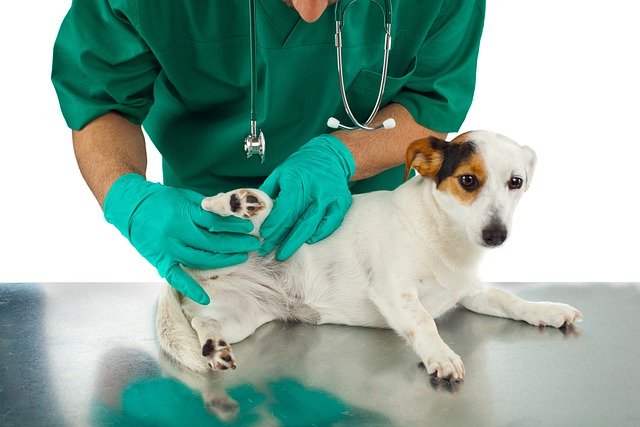 犬の皮膚糸状菌症にはご注意を。人にもうつってしまうかも?!