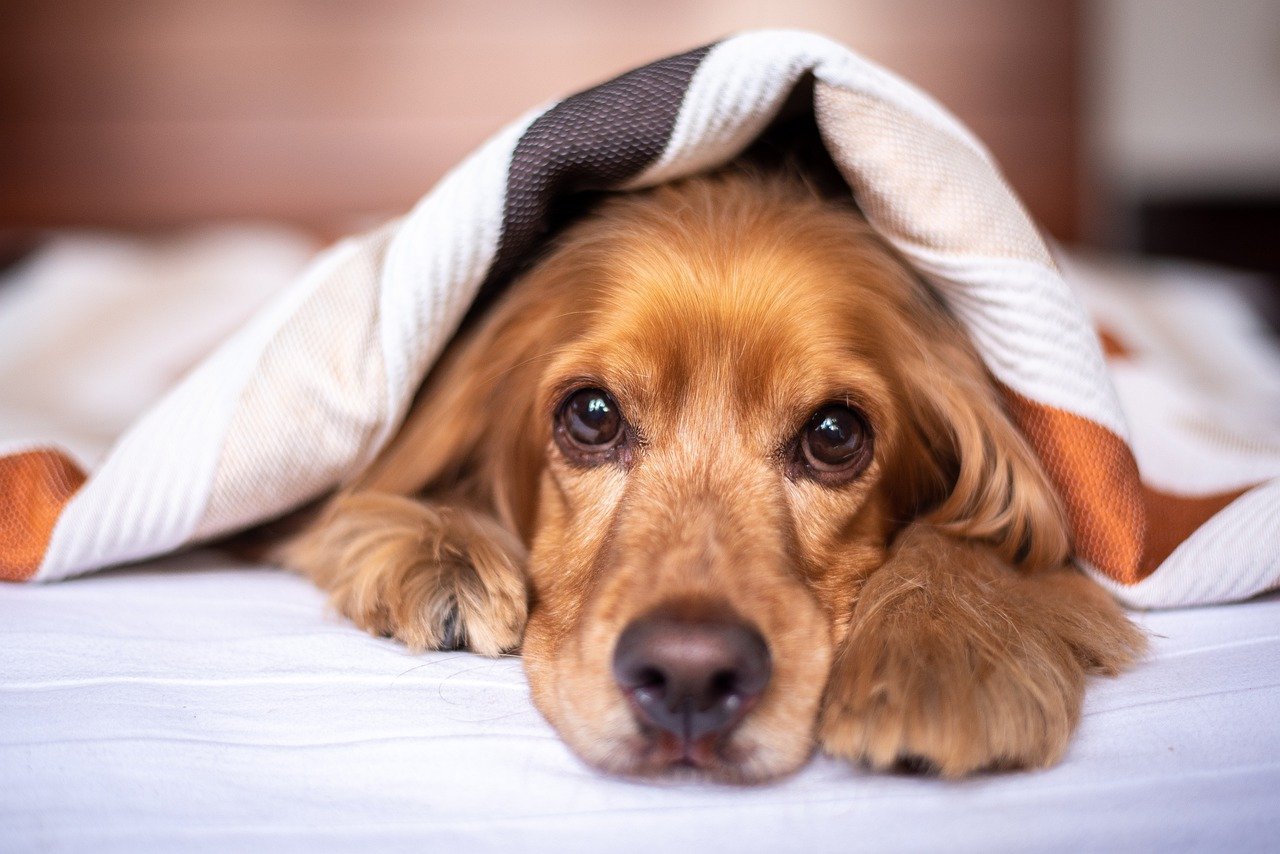 犬の食事にも取り入れたいファイトケミカルの効果とは