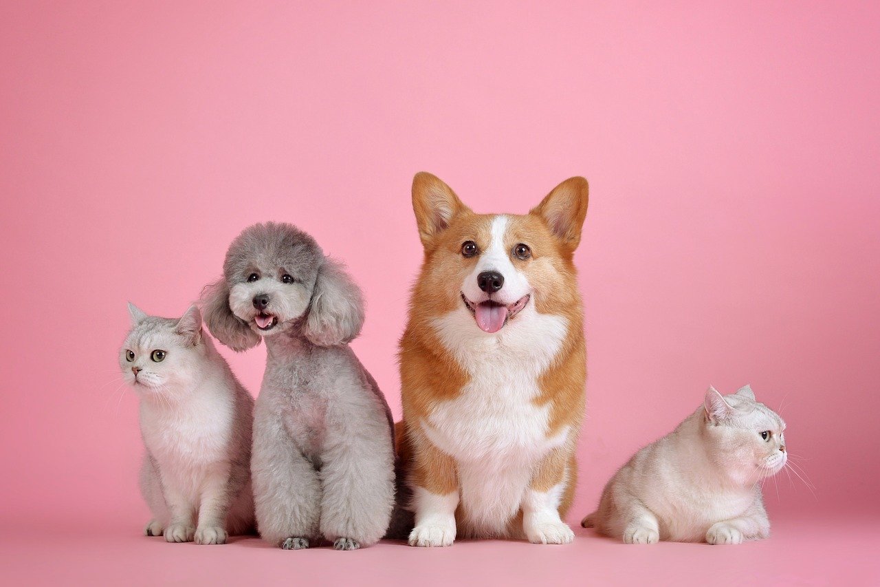 犬の食事にも取り入れたいファイトケミカルの効果とは
