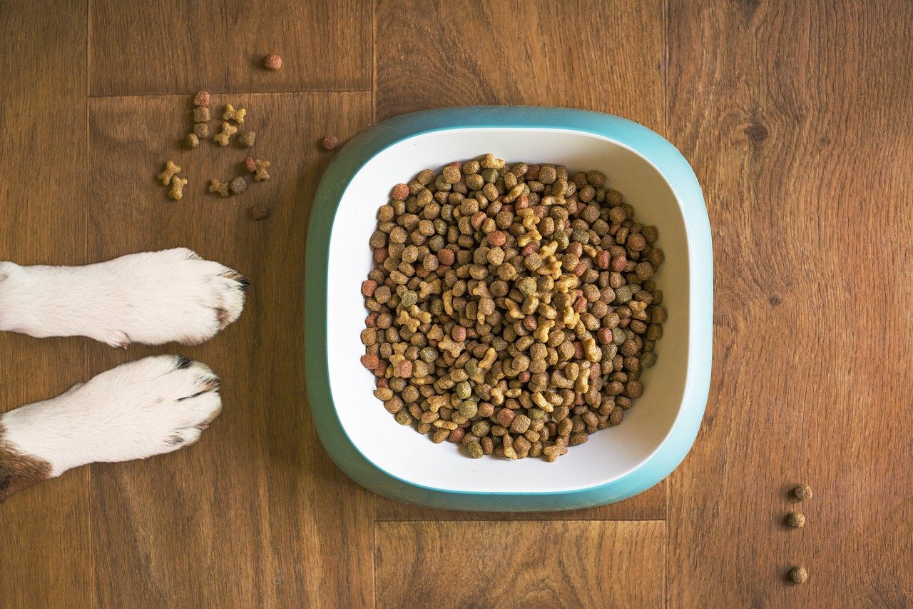 犬の食事にも取り入れたいファイトケミカルの効果とは